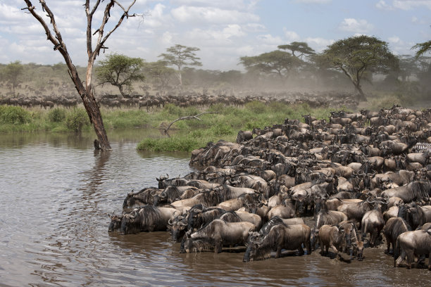 serengeti