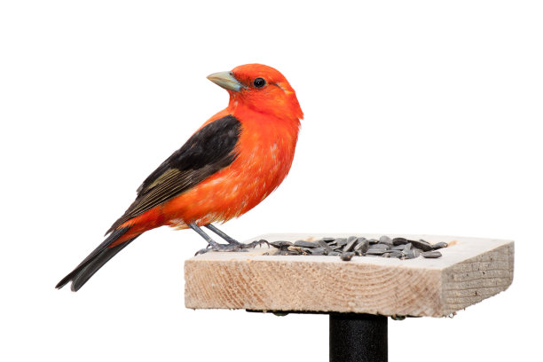birds