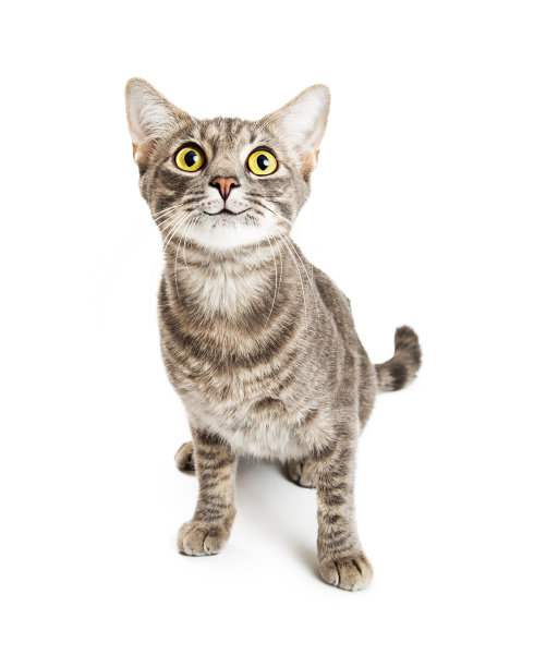 萌猫