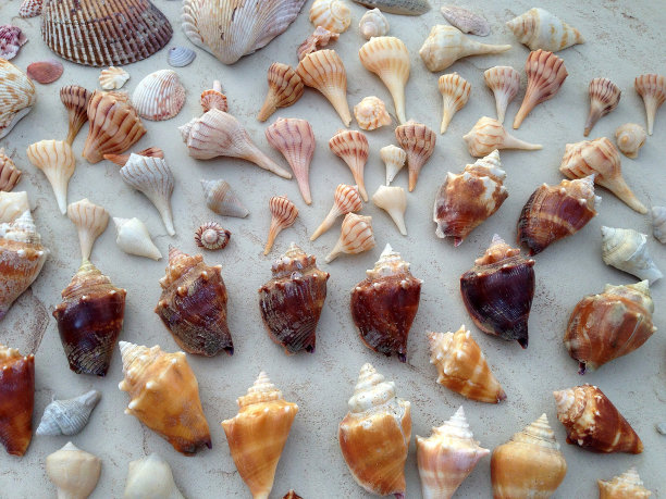 conch