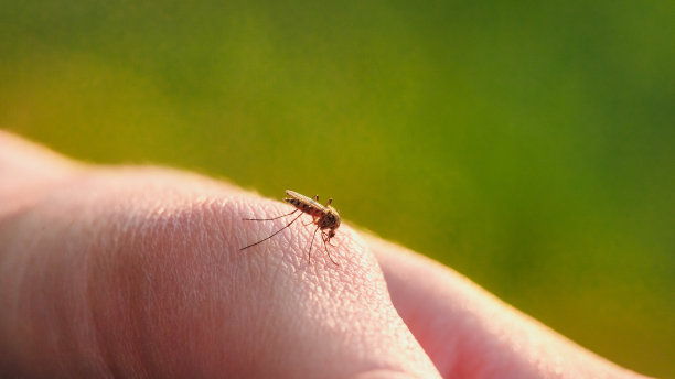 mosquito