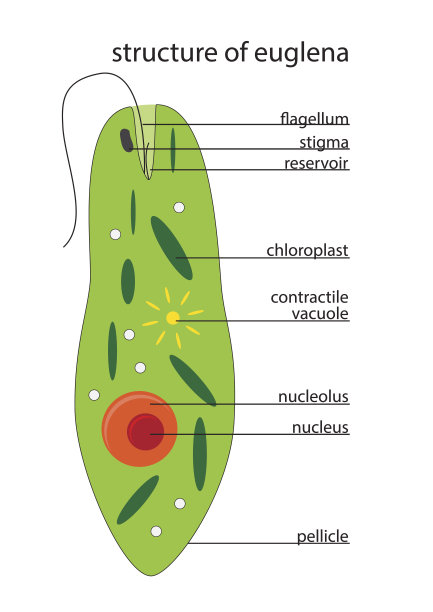 cells