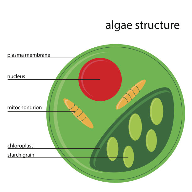 cells