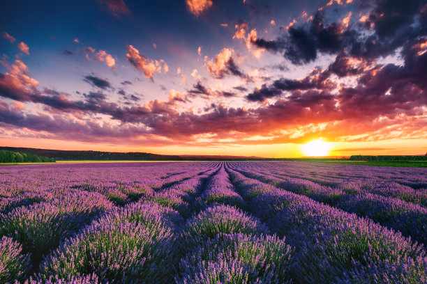 provence