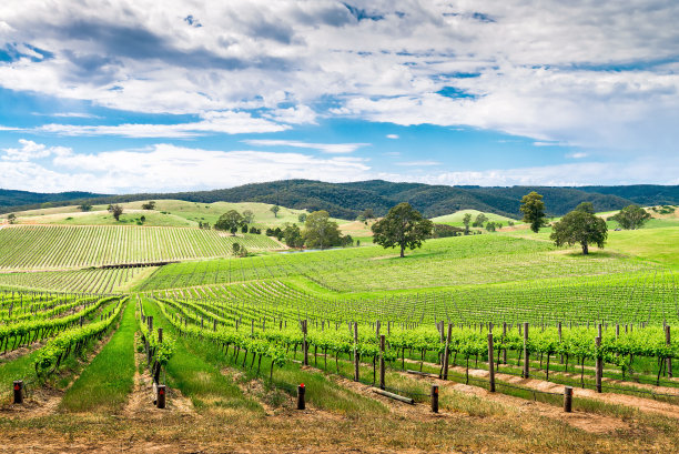 vineyard