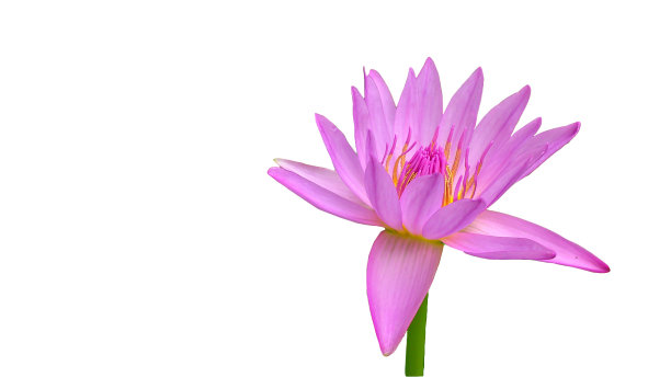 仅一朵花,花簇,睡莲