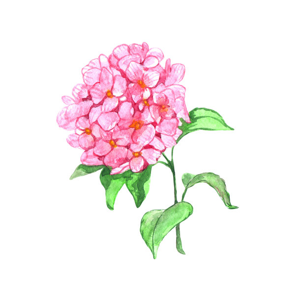 八仙花属,植物学,花头