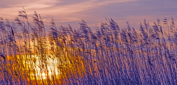 reed