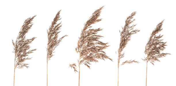 reed