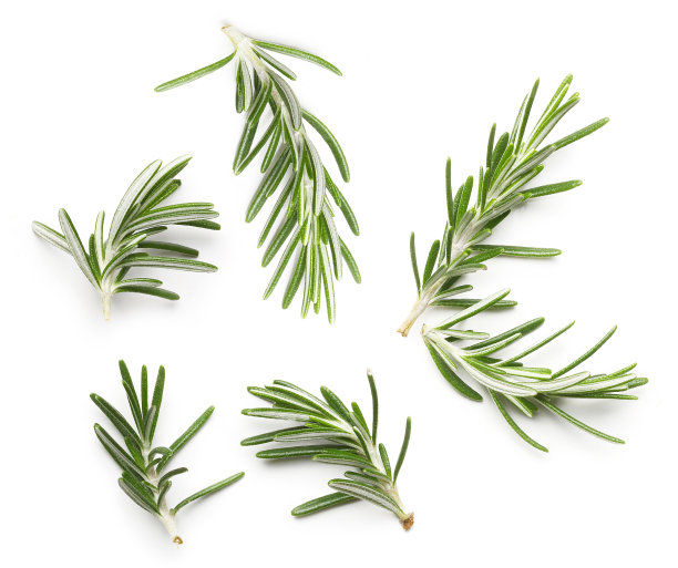 rosemary