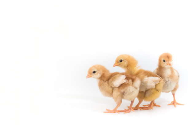 chick