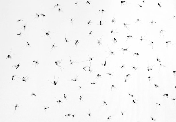 mosquito