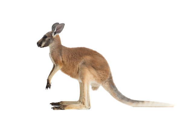 kangaroo