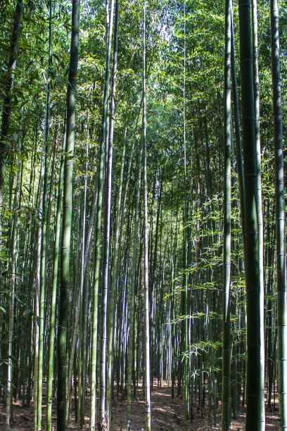 竹,植物学,岚山