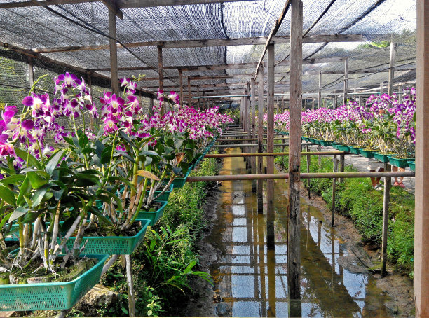 仅一朵花,花簇,花