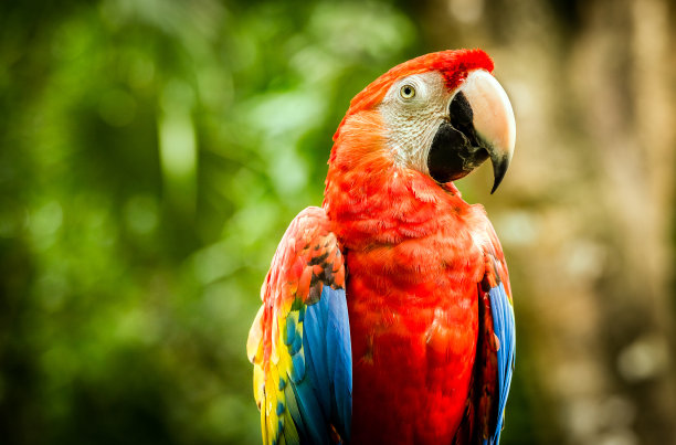 macaws