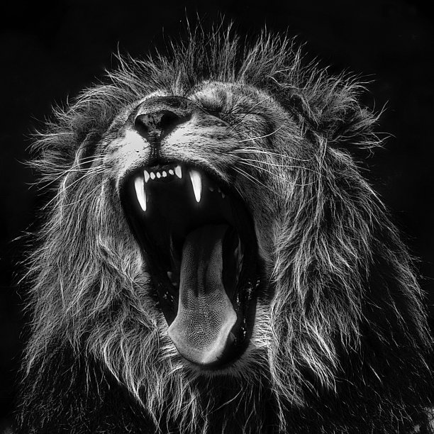 lions