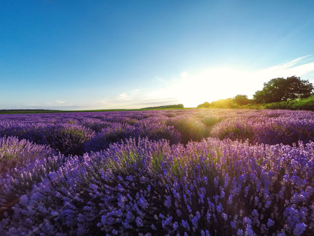 provence