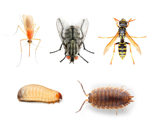 entomology
