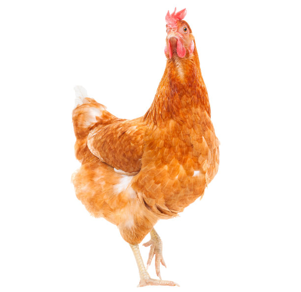 hen