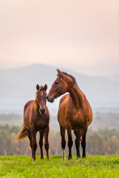 horse