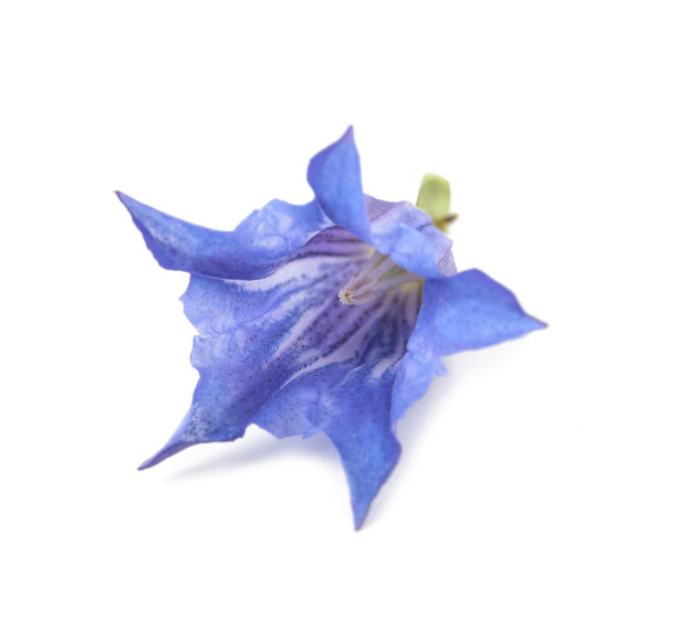 gentian