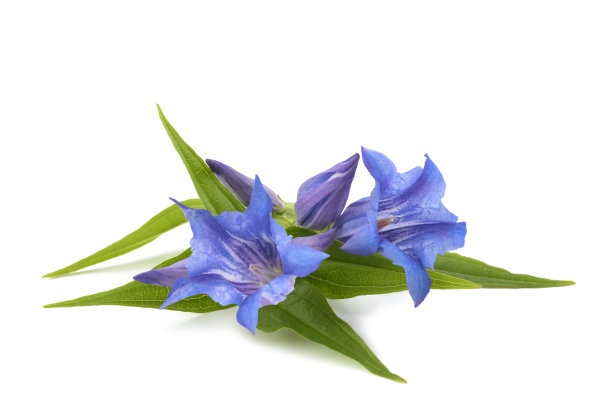 gentian