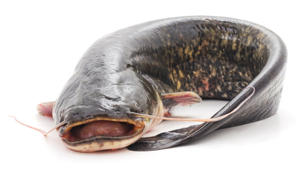 catfish