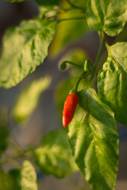 tabasco