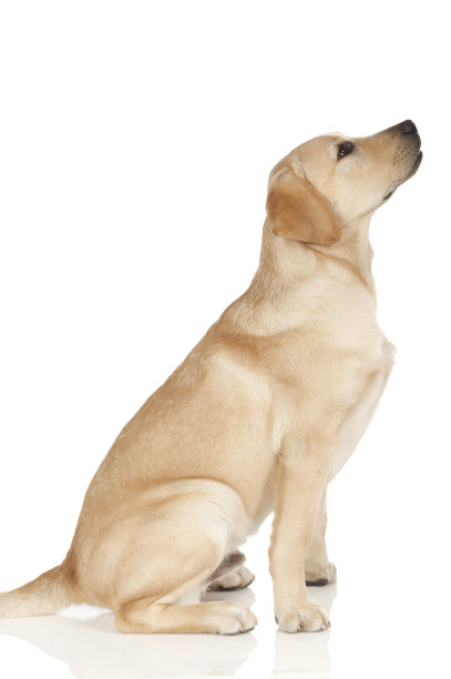 labrador