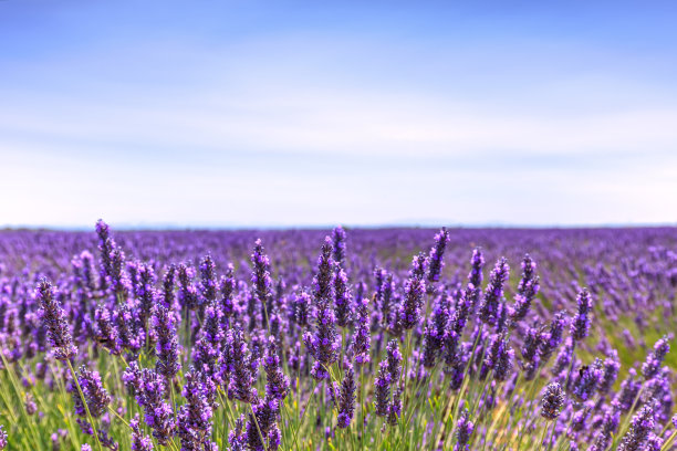 provence