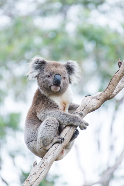 koala