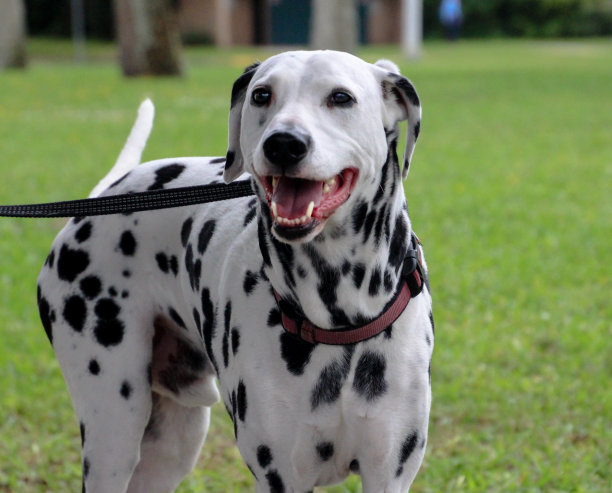 dalmatian