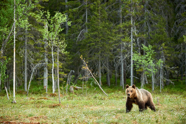 ursus