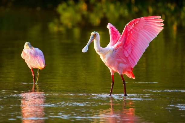 ibis