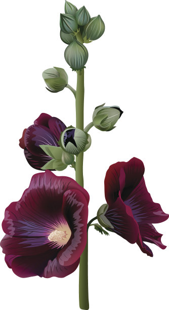 stockrose