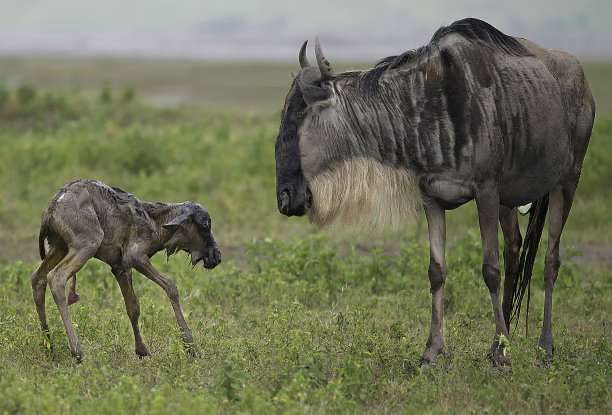wildebeest