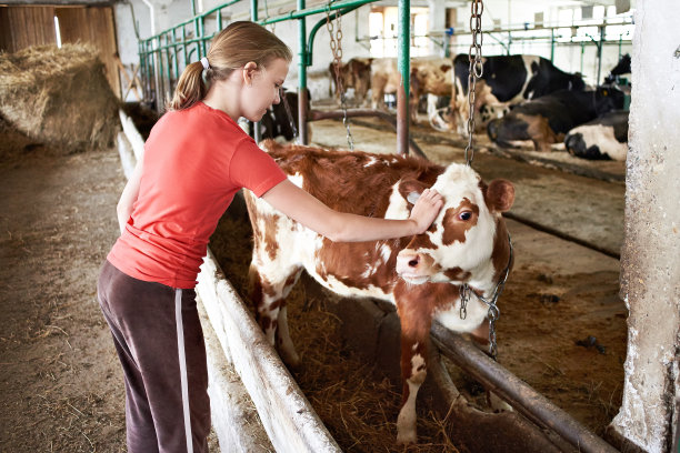 cow