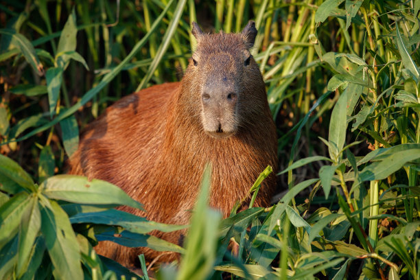 capybara