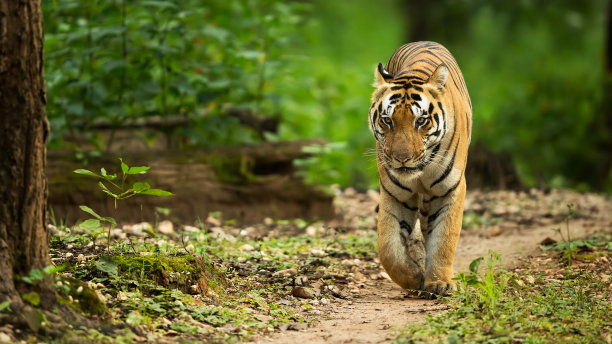 wildlife