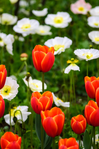 绵阳印象绵阳旅游