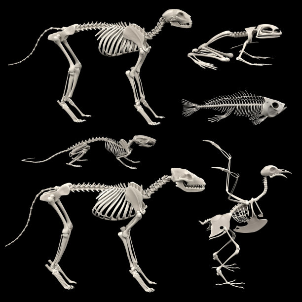 skeleton