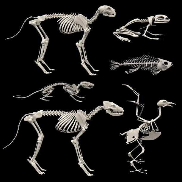 动物骨骼