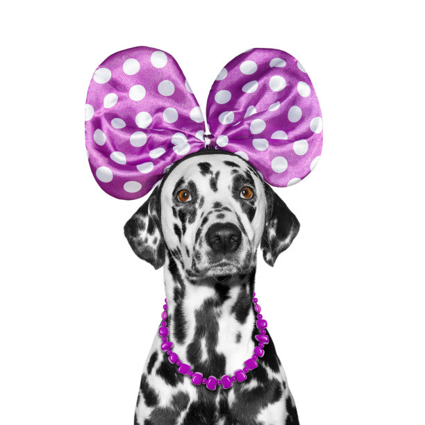 dalmatian