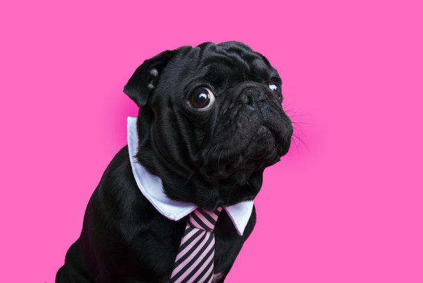 pug