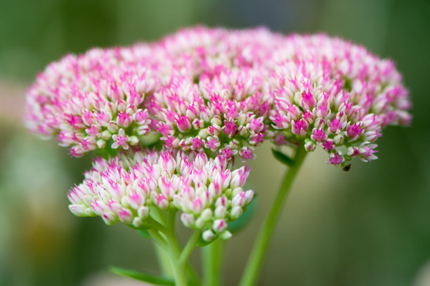 sedum