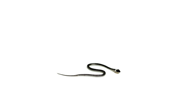 caecilian
