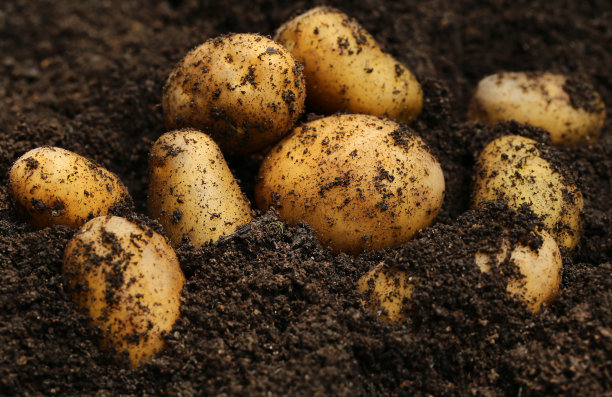 potatoes