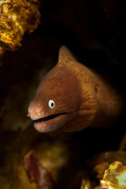 moray