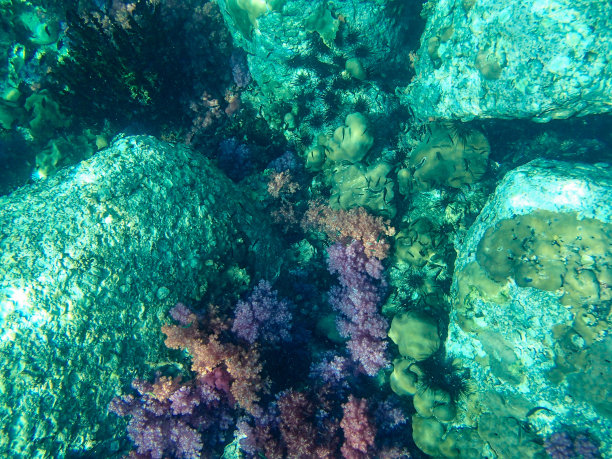 金鱼缸珊瑚景观